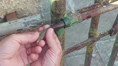 Freeing a Small Lizard Stuck in a Pipe