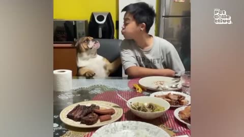 funny video cat and dog