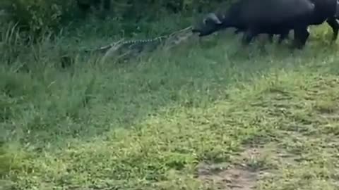 Tug of War: Buffalo vs. Crocodile Showdown!🐊⚡️🐃