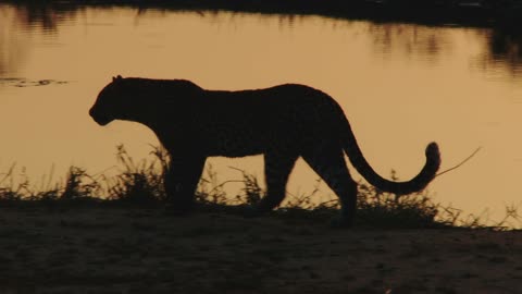 Leopard At Night Amazing Footage Clip