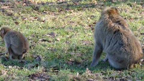 Barbary Macaque Monkeys Barbary Macaque Ape