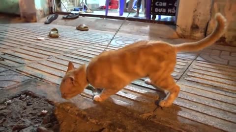 How Cats React When Seeing Stranger 1st Time - Running or Being Friendly 9_ _ Viral Cat