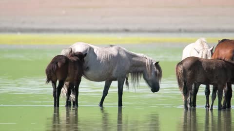 Cute little animals_ Chicken, elephant, snail, bear, goat, dog, cat, duck, crab, caterpillar, cow