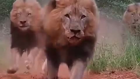 Angry lions #shorts #lion #shortvideo #viralvideo #trending