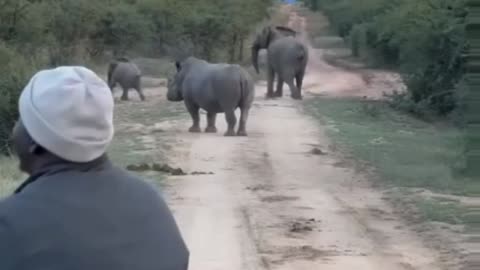 Elephant vs Rhino