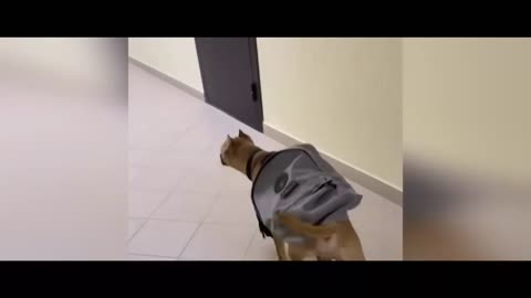 Dog going to school | funny dog videos