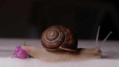 Snail Nature Garden