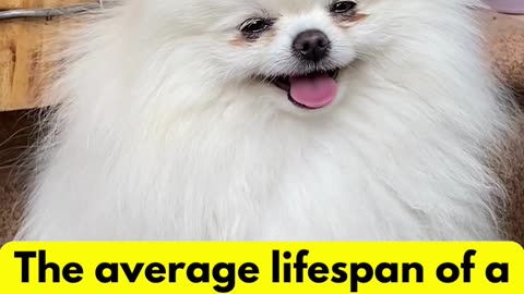 The Average Lifespan #dogfacts #factsaboutdogs