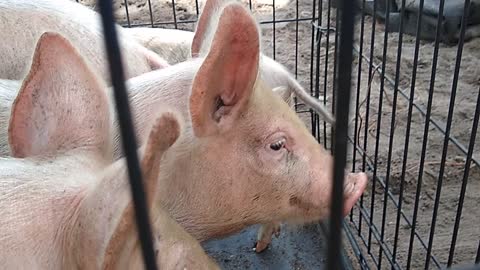 Baby piggies on the way to the market