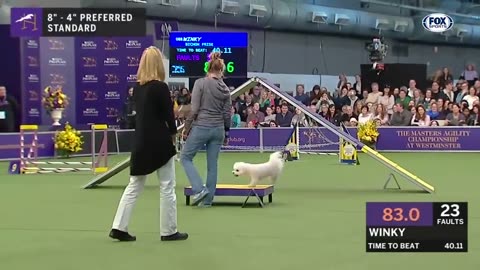 Watch 5 of the best WKC Dog Show moments to celebrate National Puppy Day