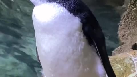 Baby penguin alert!