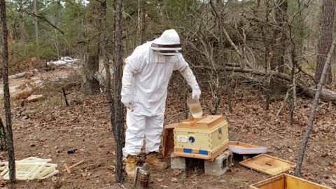 Bee Hive Inspection