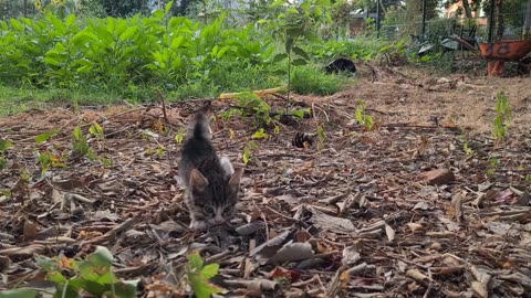 Tiny Kittens are so hungry they are fighting each other for food.