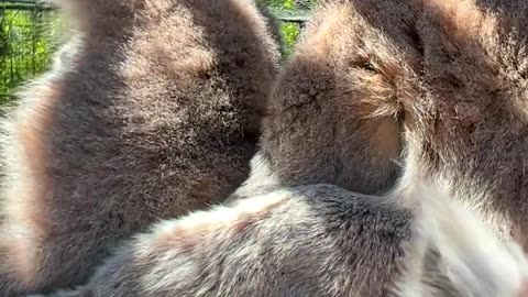 Our endangered ring-railed lemur pup is starting to explore off mom! 😍