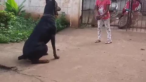 That's how my doberman listens to her command