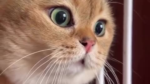 Achoo! Adorable Cat Sneezes