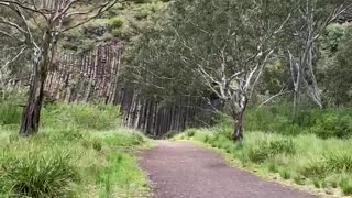 Organ Pipes National Park