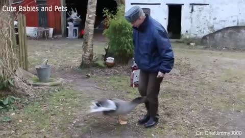 Funny Animals Chasing & Scaring People