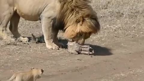 The funniest and cutest lion cub meet parents for the first time