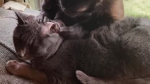 Kitty Gets Groomed by Monkey