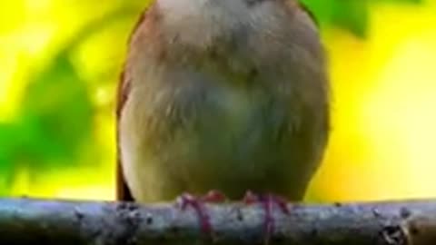 Nature bird singing