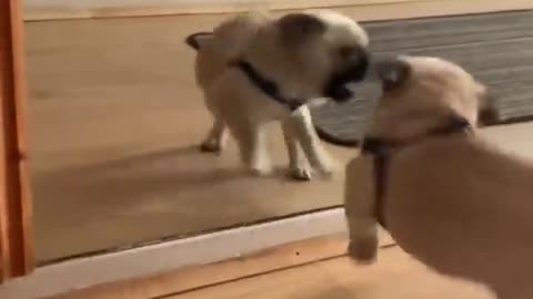 The Funniest Pug Video Which Will Make You Die Laughing - Funny and Cute Pug Puppies