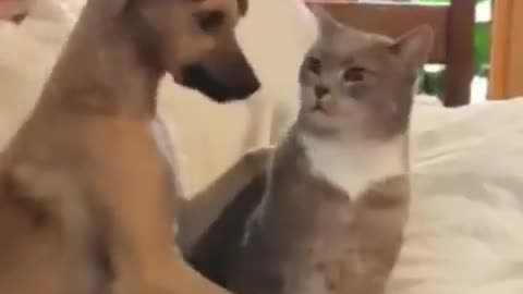 Funny Animal Videos