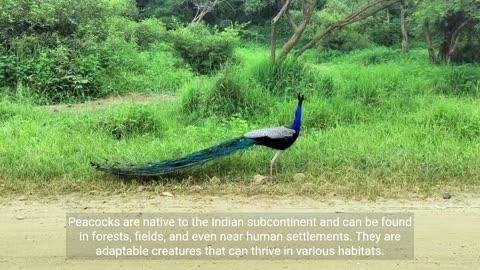 Fascinating Facts About Peacocks #