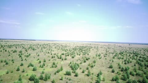 Cristmas tree field Canada