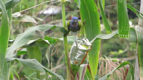 Fauna Ave Green Parrot Colombia