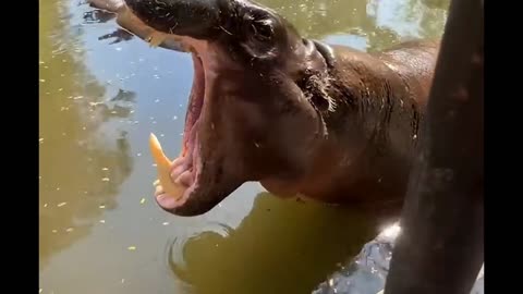 hippopotamus the terror of crocodiles