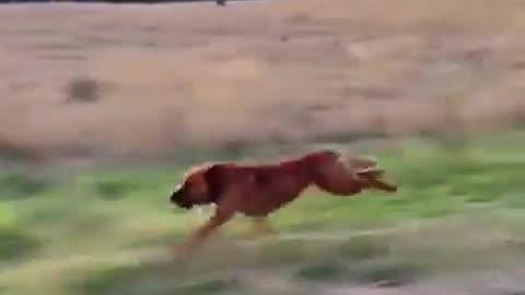 Dog Hits 5th Gear