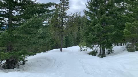 Deep in Willamette National Forest – Central Oregon – Potato Hill Sno-Park – 4K