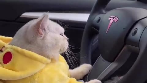 Cat drive a car 😂😂😂😂😂