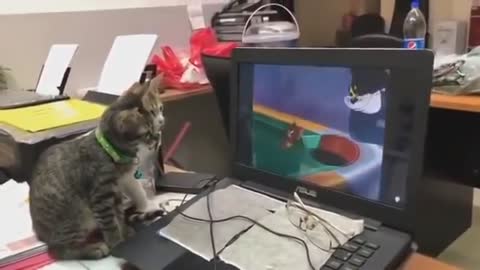 AMAZING Video of TWO Cats Watching Tom & Jerry