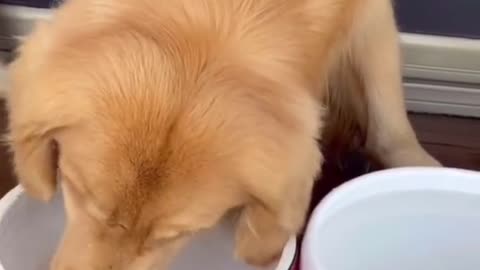 The dog is changing water for his goldfish. #dog