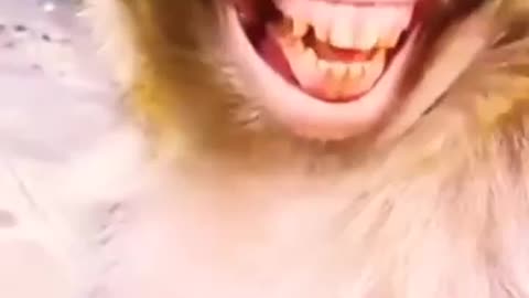 funny laughing monkey