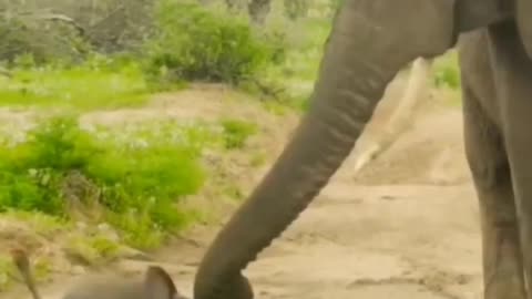 Oops mummy #funnyanimals#funny animal videos #elephants #love#natture#wildlife