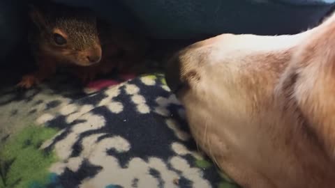 Dog Rescues Baby Squirrel And Makes Him His Brother | The Dodo Odd Couples