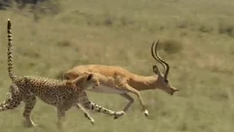 Tiger vs The Deer