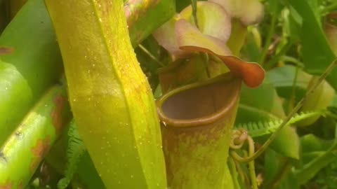 Pitcher plant