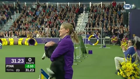 Check out the best of the 2019 WKC Masters Agility Championship | FOX SPORTS