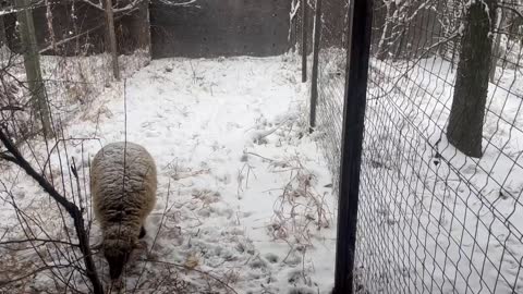 Sheep Grazing in the snow