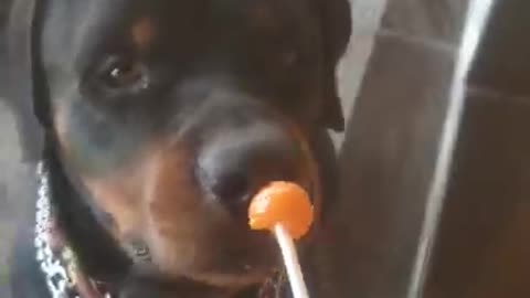 Dog eating lolipop