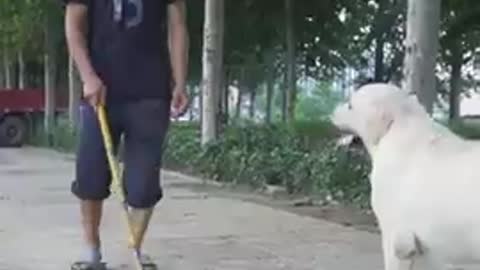 Dog helped blind man 🐶🐶🐶🐶