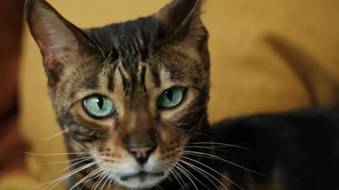 Muzzle of bengal cat lying on sofa in living room. Domestic animal at home