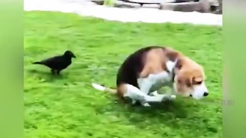 Funny Animals encounters 🤣🤣🤣 , Cats and dogs comedy video collection