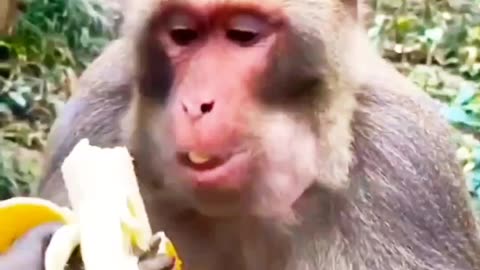 Simplang Trip: Monkey eating banana...