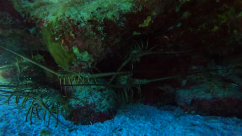 Cozumel SCUBA Diving Paraiso Reef Spiny Lobsters