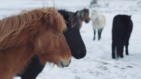 Beautiful fluffy icelandic horses